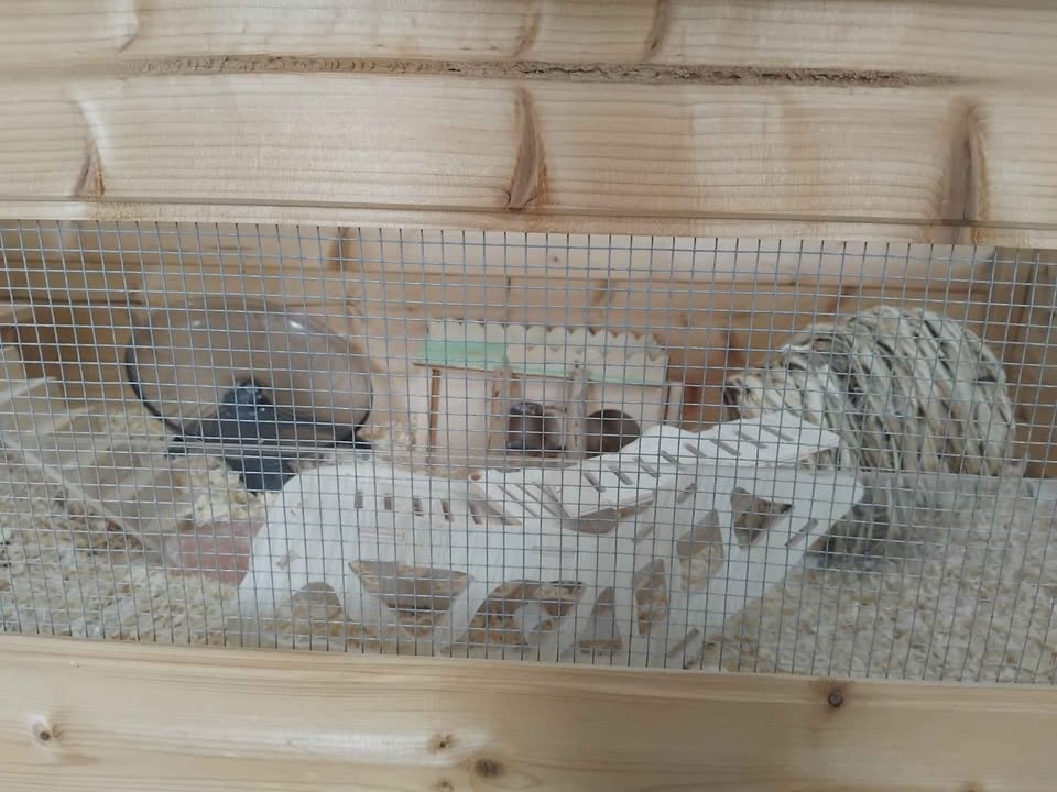 Hamster cage and accessories – poza 4